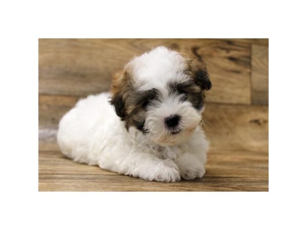Havamalt DOG Male Red 1606 Petland Florence, Kentucky