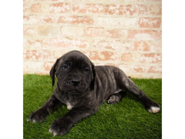 Neapolitan Mastiff/English Mastiff DOG Female Brindle 1666 Petland Florence, Kentucky