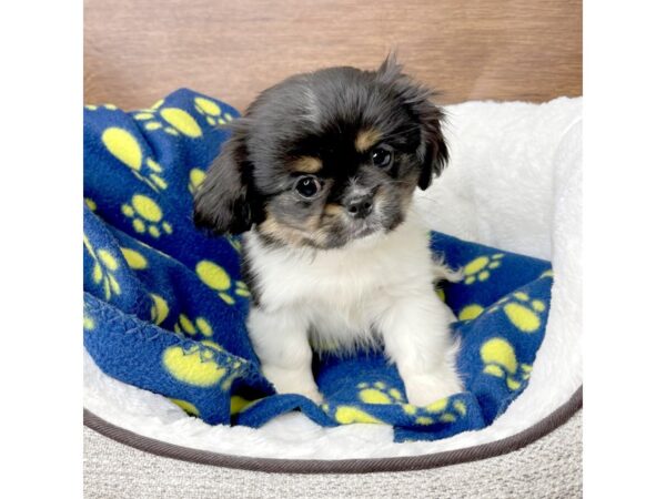Pomeranian/Pekingese DOG Male Black / Tan 2640 Petland Florence, Kentucky