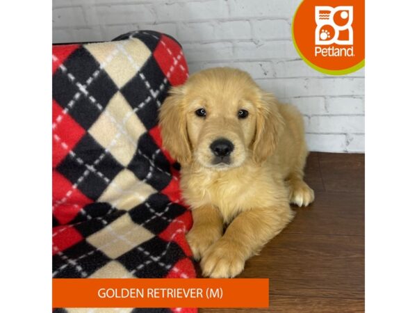 Golden Retriever DOG Male Golden 3280 Petland Florence, Kentucky