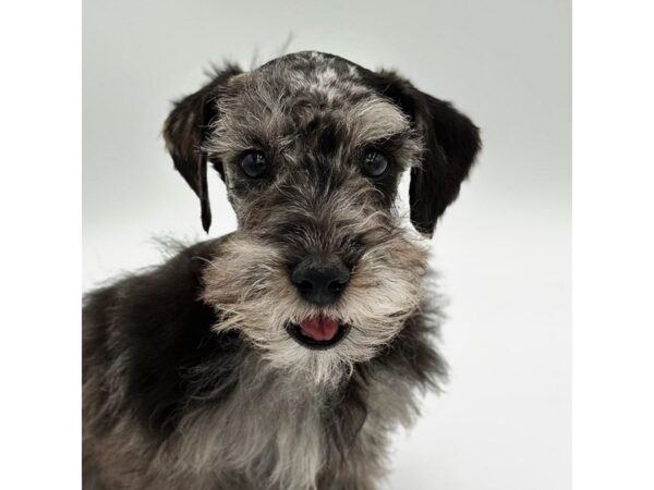 Schnoodle – 5241