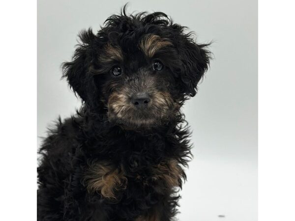 Poodle Mini – 5238