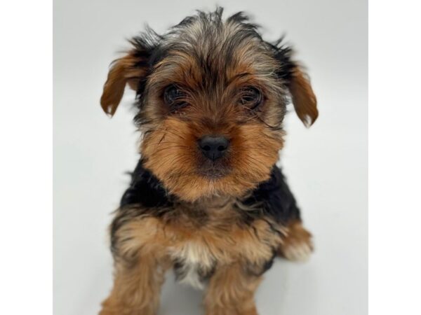 Morkie – 5248