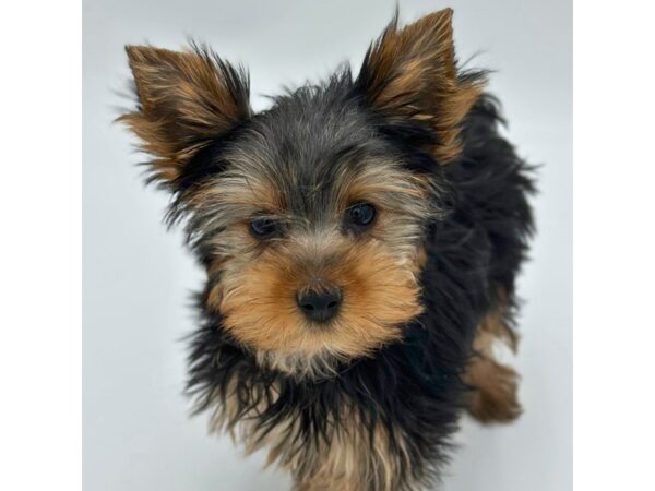 Yorkshire Terrier – 5260