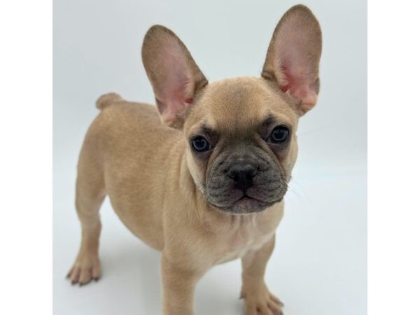 French Bulldog – 5264