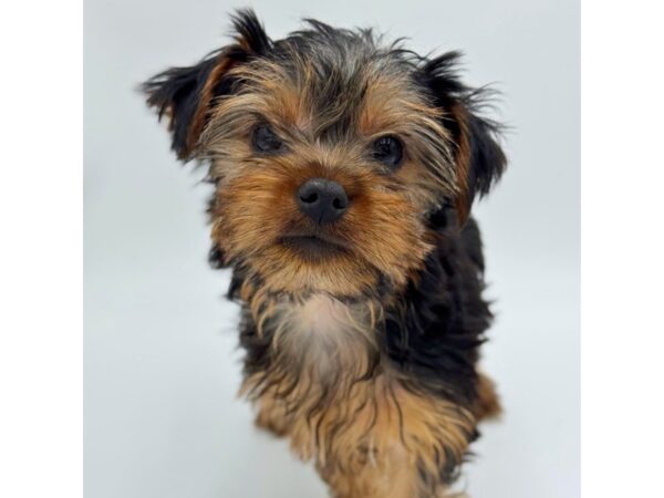 Silky Terrier – 5265