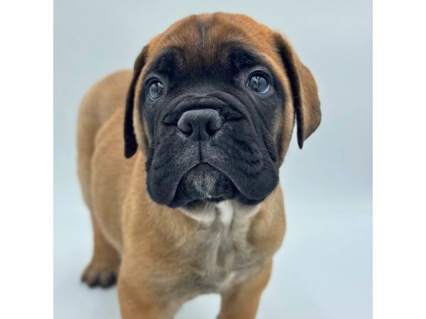 Bullmastiff – 5269