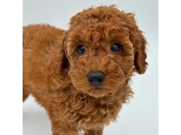 Goldendoodle Mini F1b – 5275