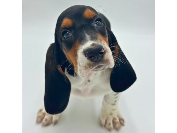 Basset Hound – 5276