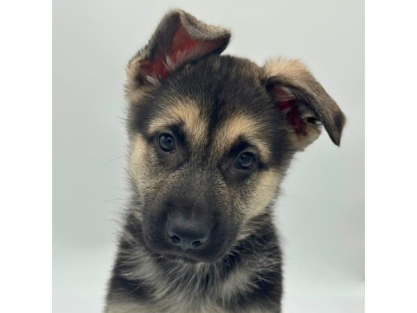 German Shepherd Dog – 5277