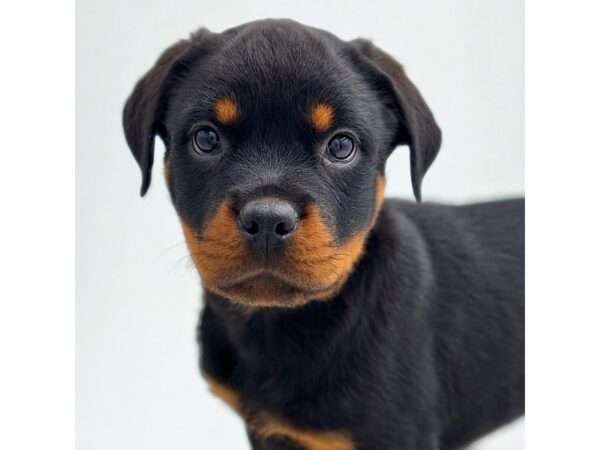 Rottweiler – 5290