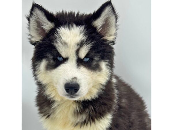 Siberian Husky – 5288