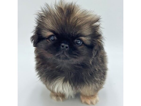Pekingese – 5279
