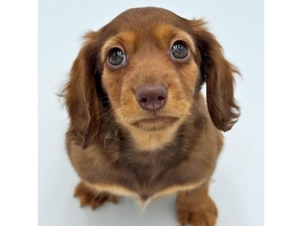 Dachshund – 5282