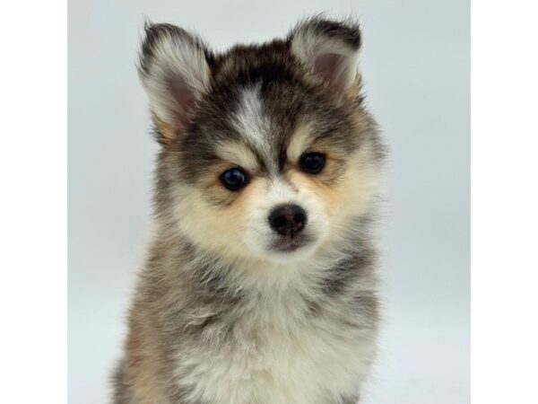 Pomsky – 5541