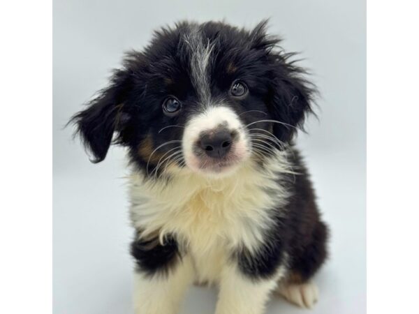 Miniature Australian Shepherd – 5539